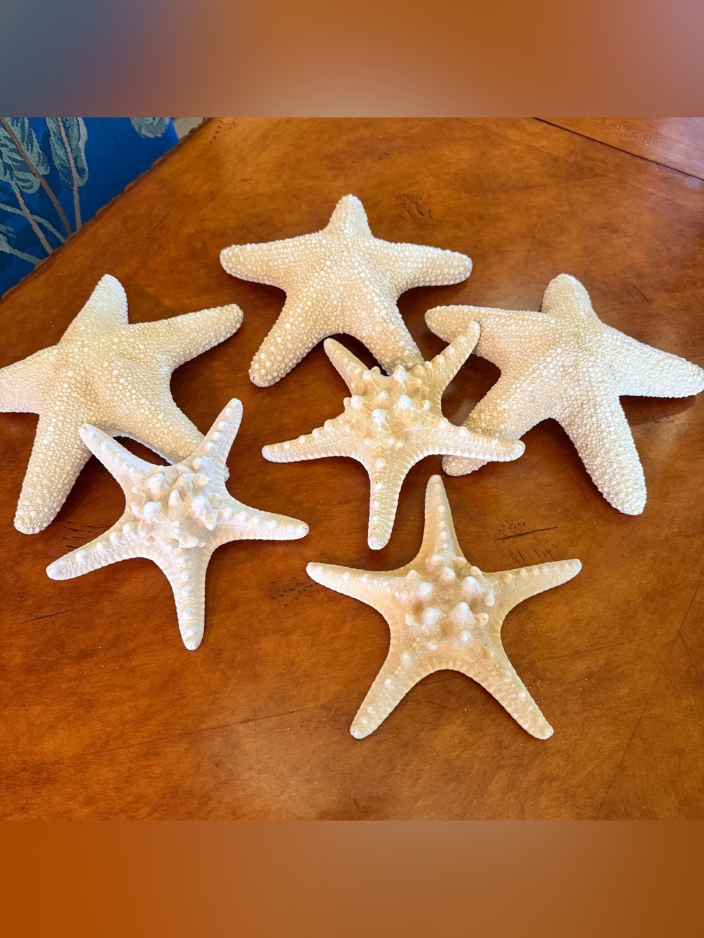 Natural White Starfish Set of 6 - Coastal Accent
